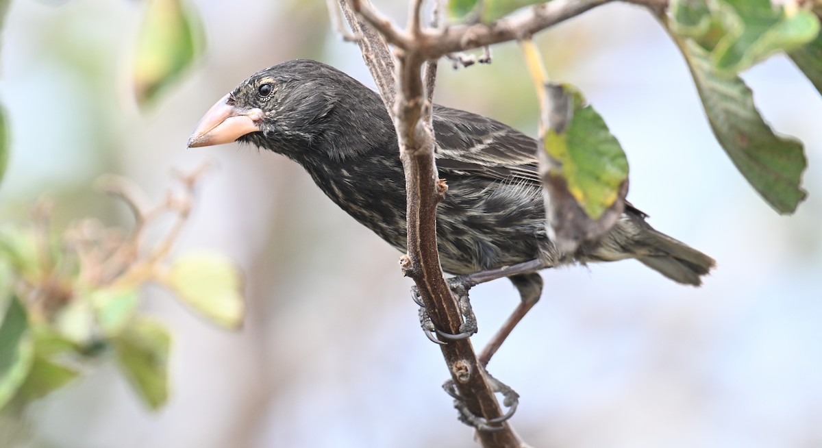 Genovesa Cactus-Finch - ML645939512