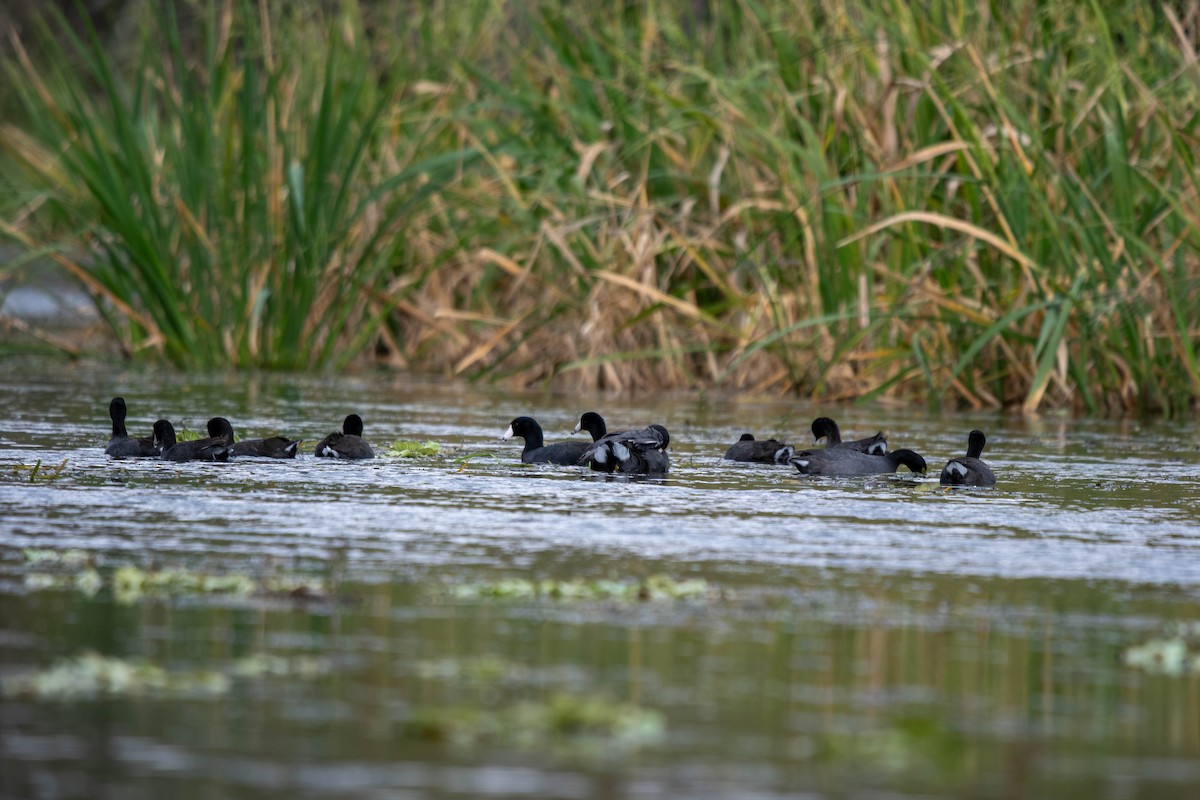 American Coot - ML645939513