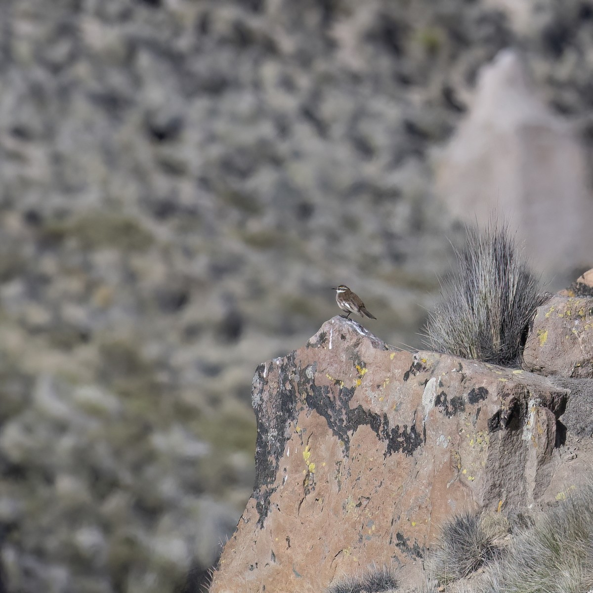 White-winged Cinclodes - ML645939514