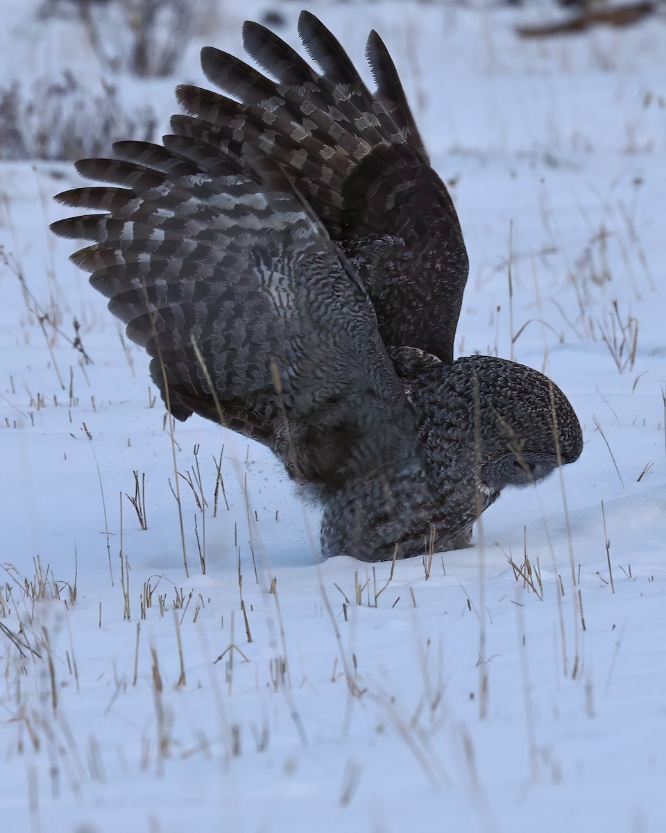 Great Gray Owl - ML645939516