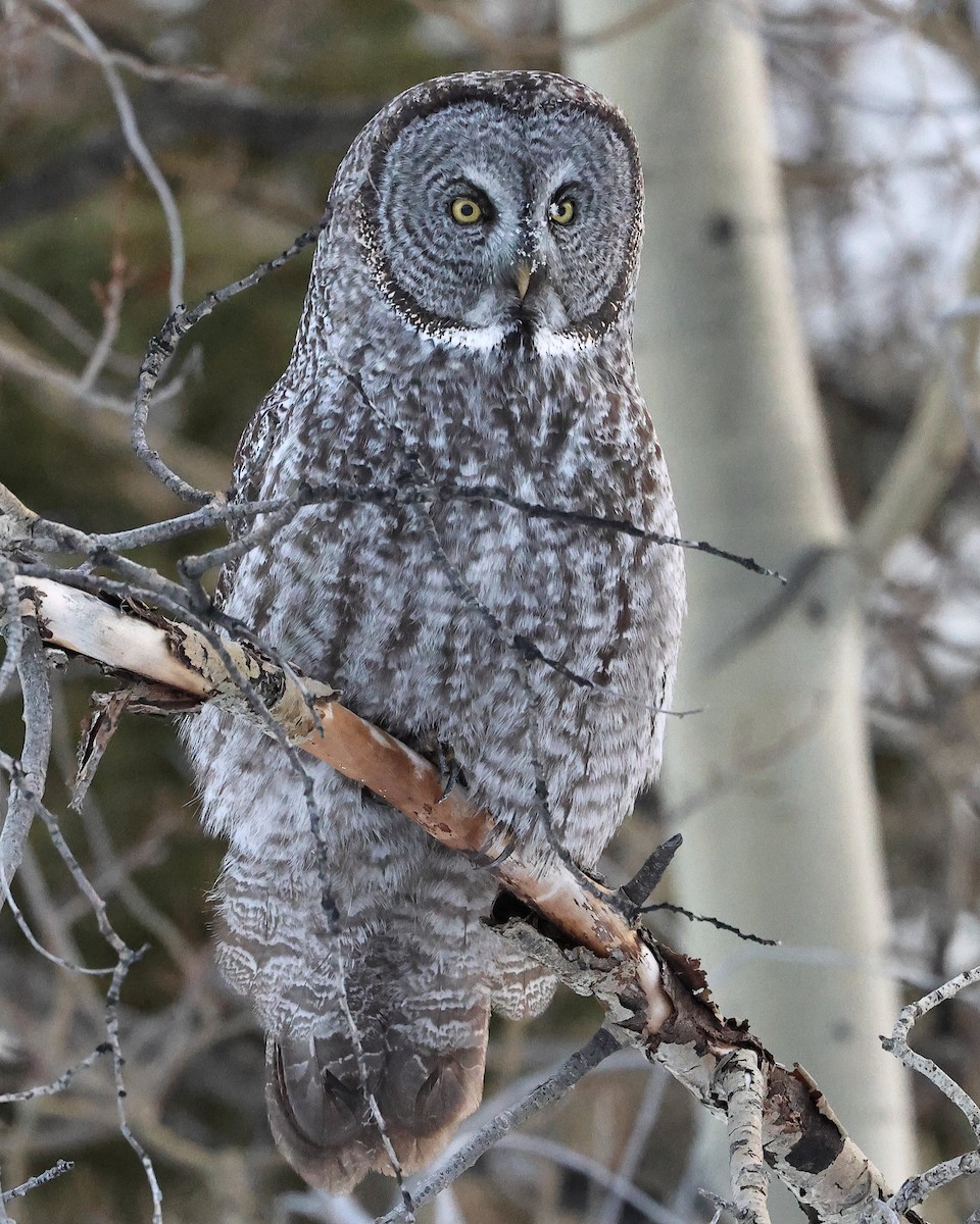 Great Gray Owl - ML645939517