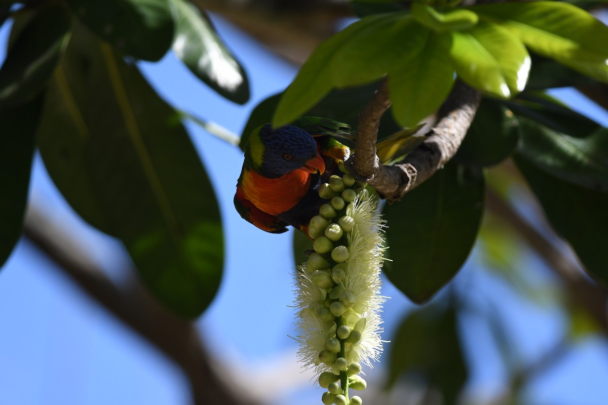 Rainbow Lorikeet - ML645939518