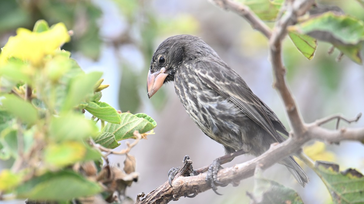 Genovesa Cactus-Finch - ML645939519