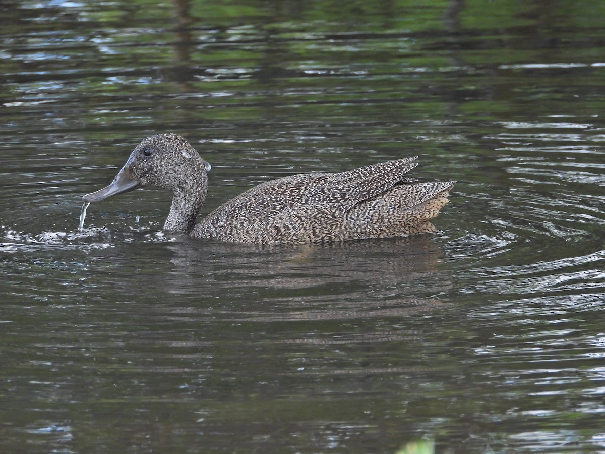 Freckled Duck - ML645939520