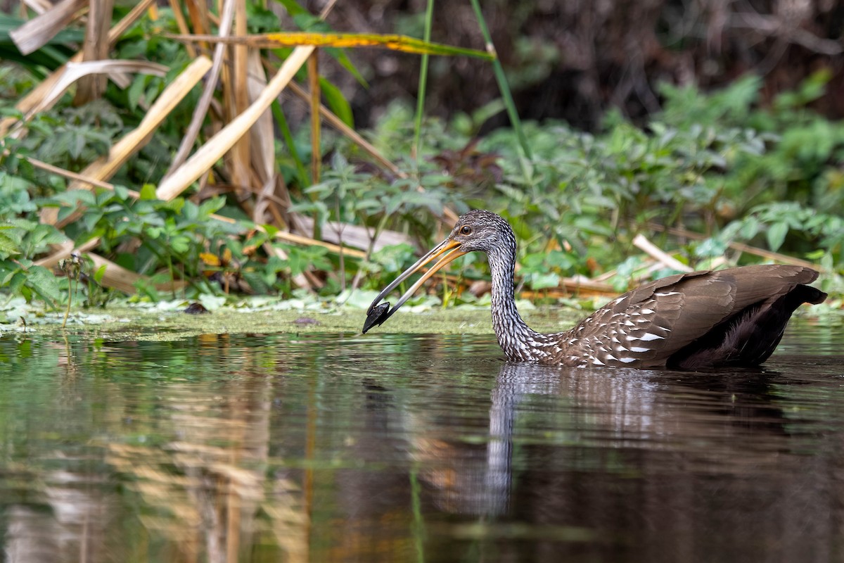 Limpkin - ML645939522
