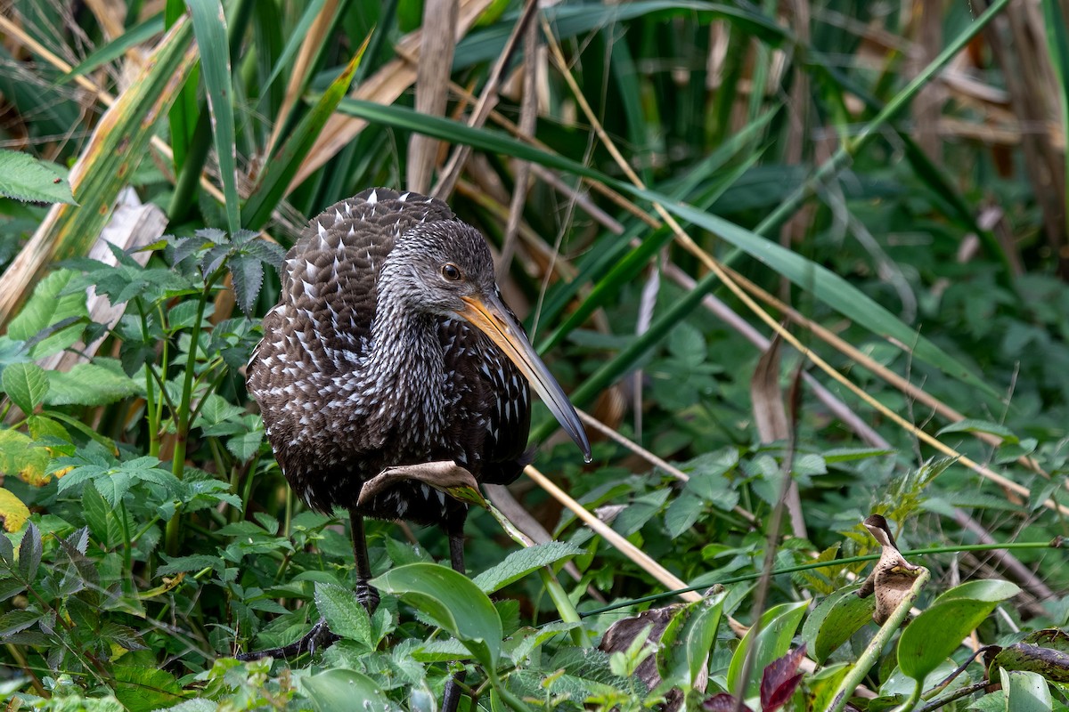 Limpkin - ML645939523