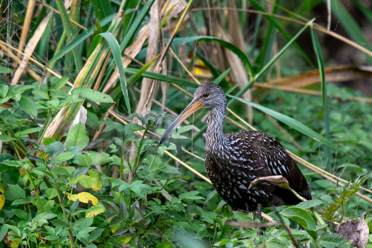 Limpkin - ML645939524