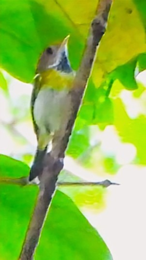 Rufous-faced Warbler - ML645939525