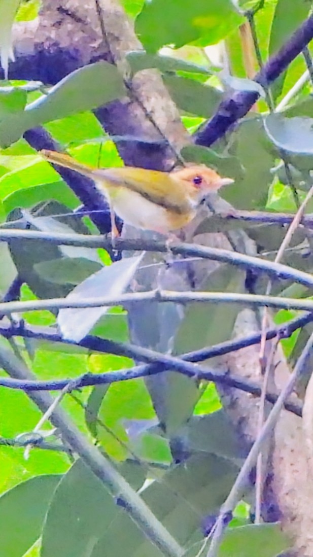 Rufous-faced Warbler - ML645939526