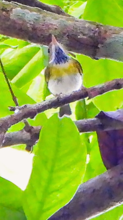 Rufous-faced Warbler - ML645939527