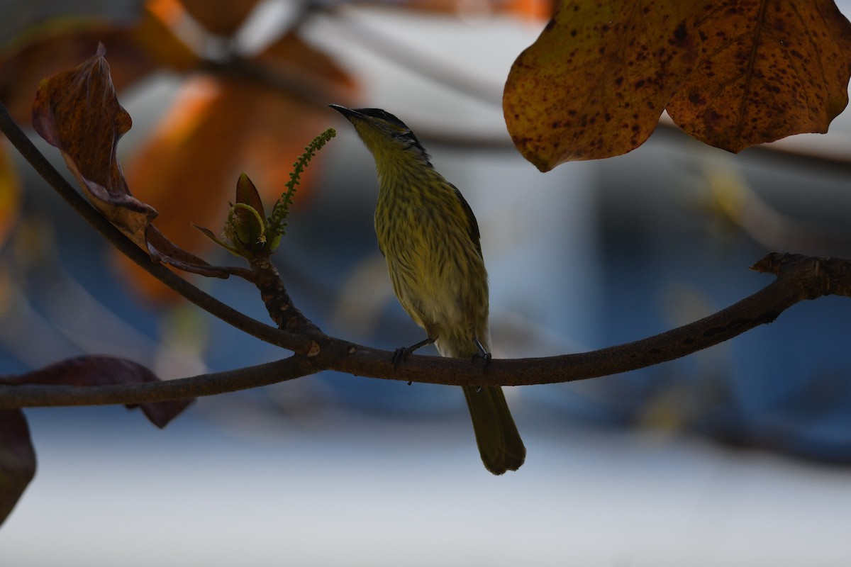 Varied Honeyeater - ML645939528