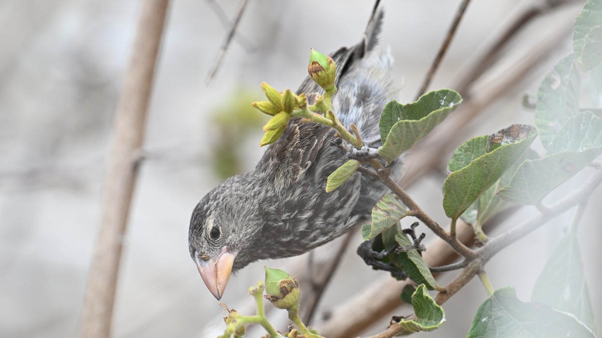 Genovesa Cactus-Finch - ML645939529