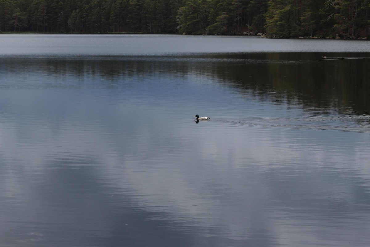 Mallard - ML645939530