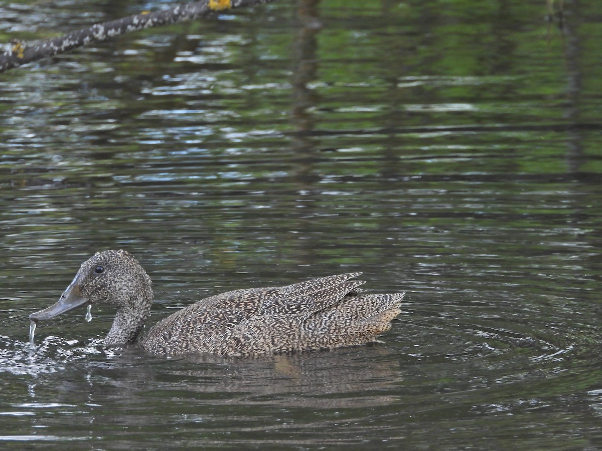 Freckled Duck - ML645939531