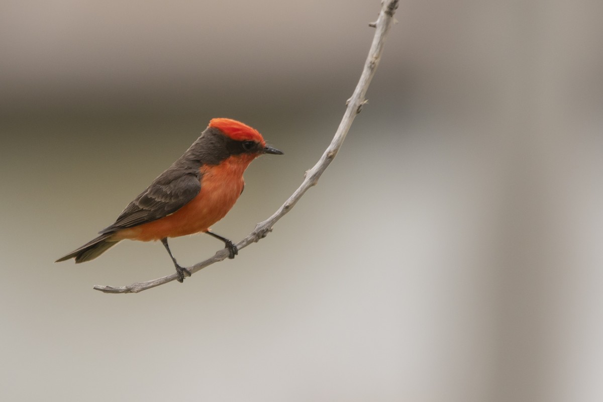 Vermilion Flycatcher - ML645939533