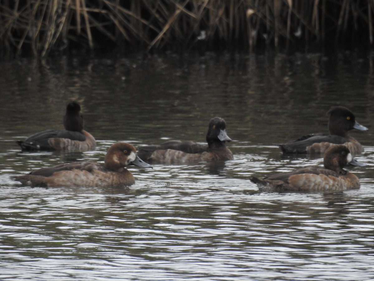 Tufted Duck - ML645939534