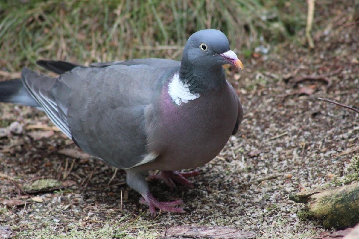 Common Wood-Pigeon - ML645939535
