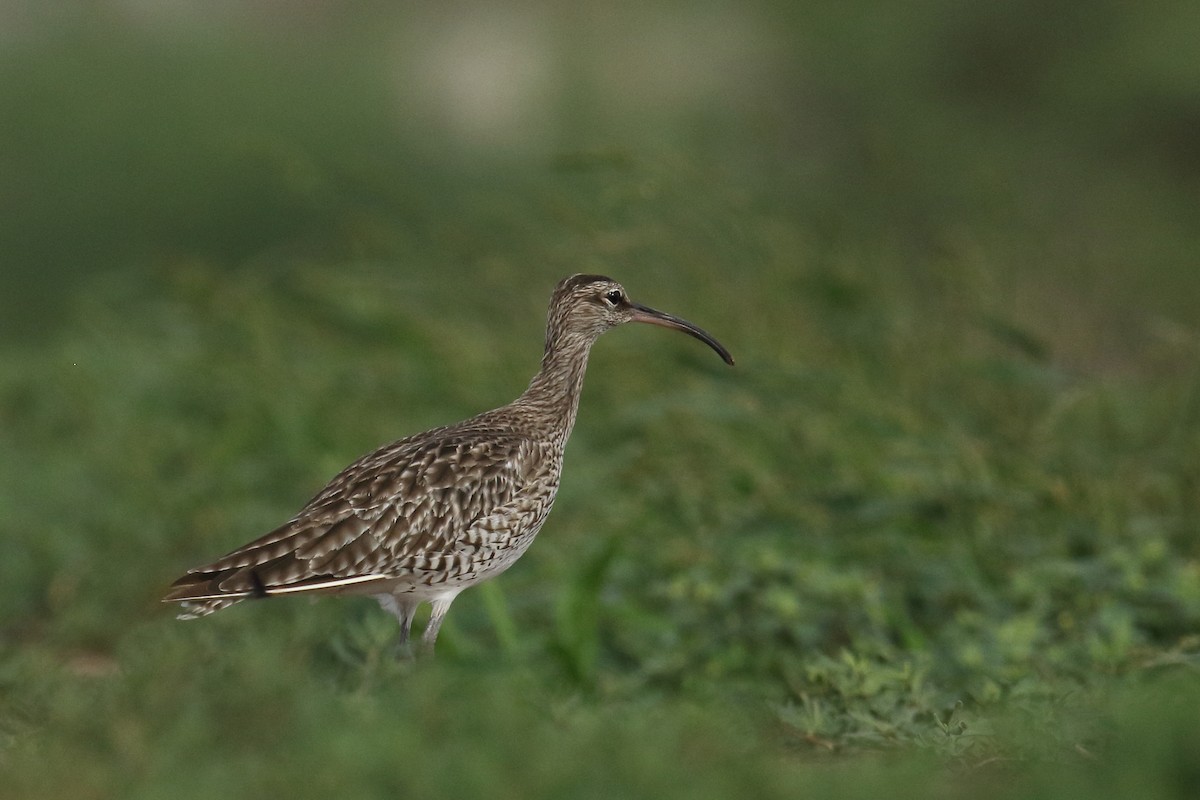 Eurasian Whimbrel - ML645939537