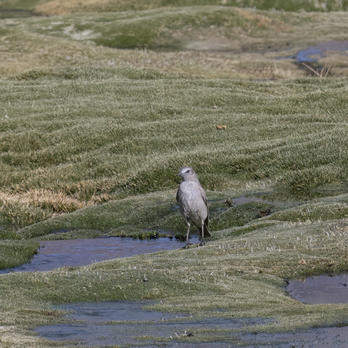 White-fronted Ground-Tyrant - ML645939538