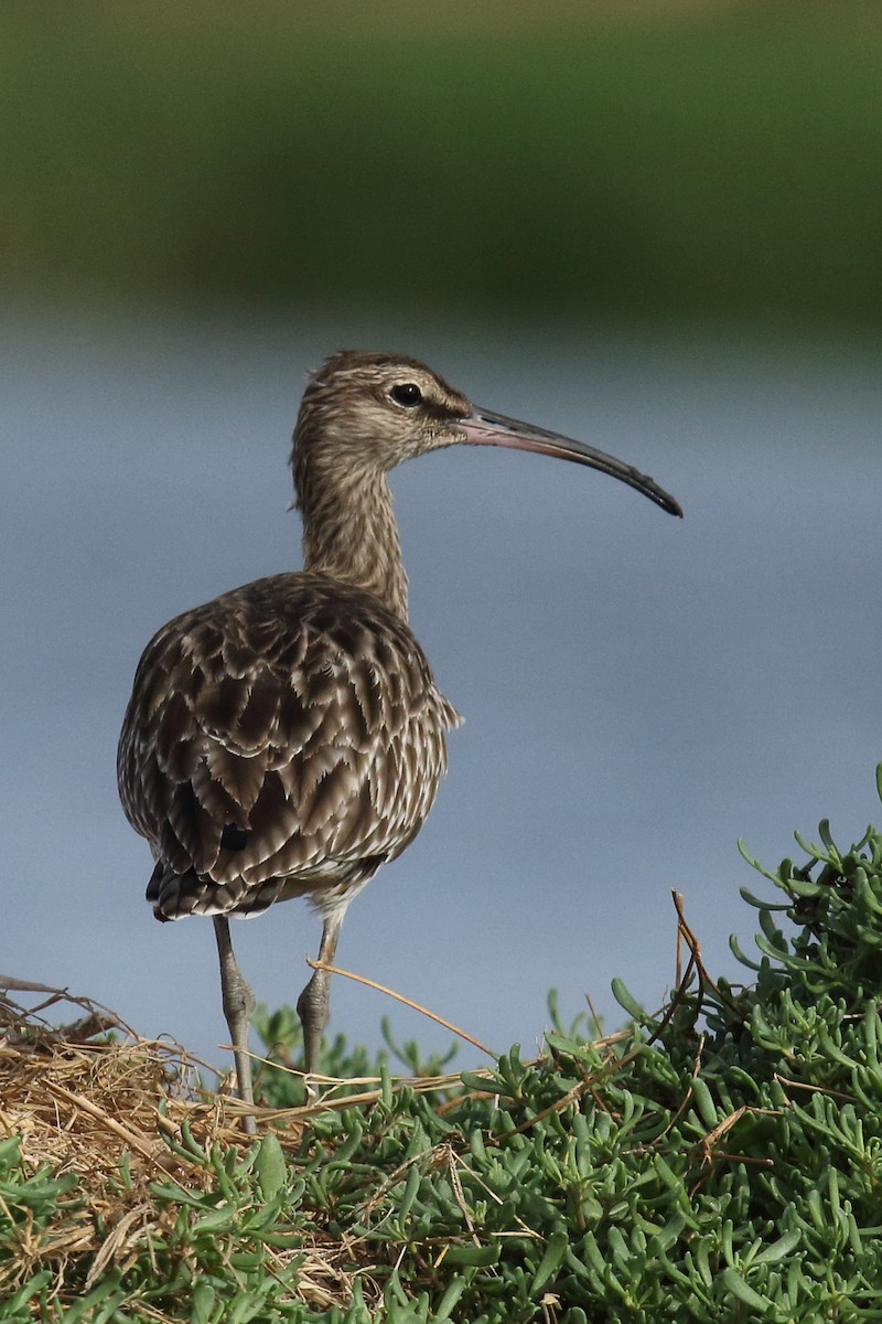 Eurasian Whimbrel - ML645939539