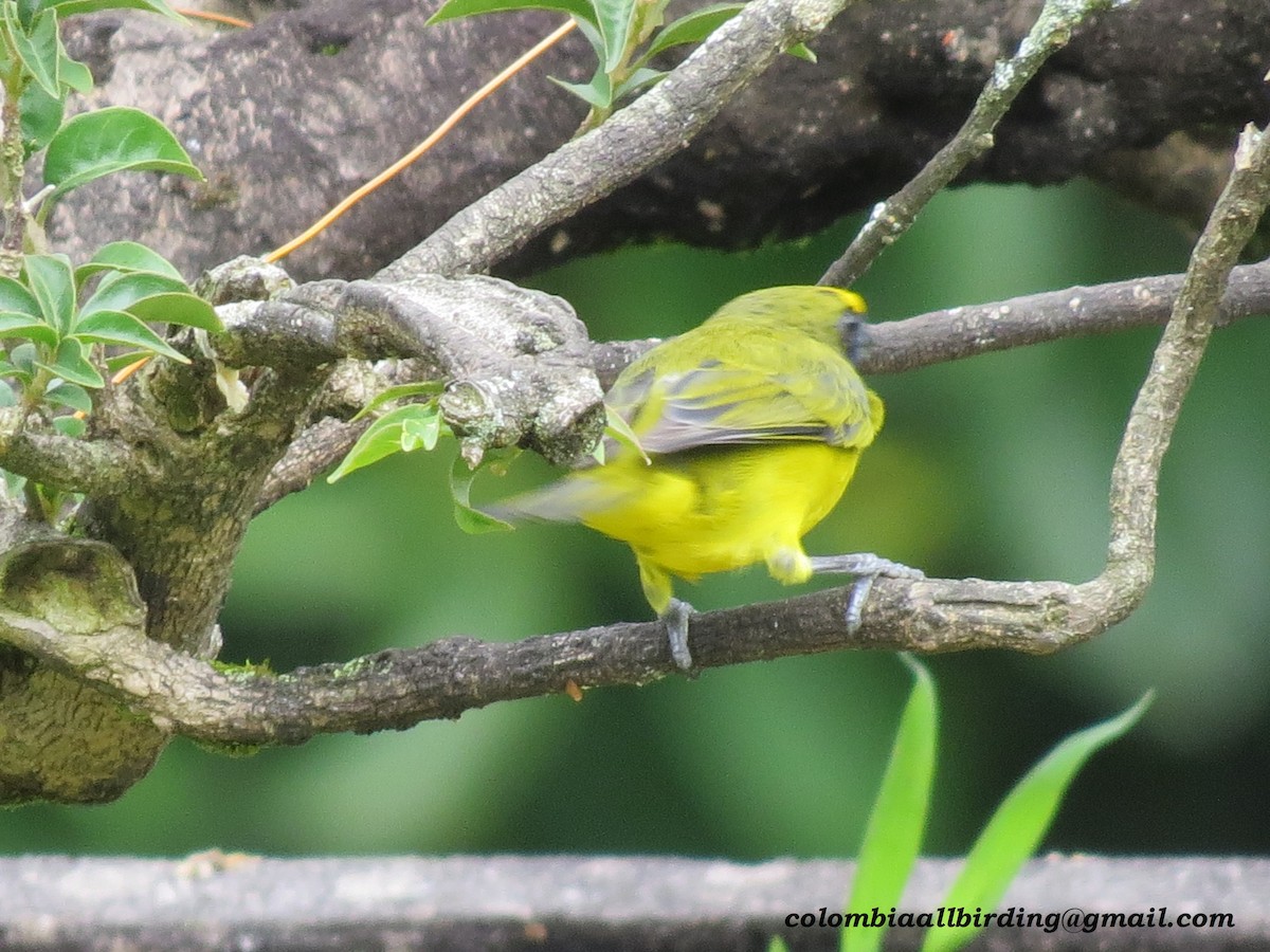 Thick-billed Euphonia - ML645939540
