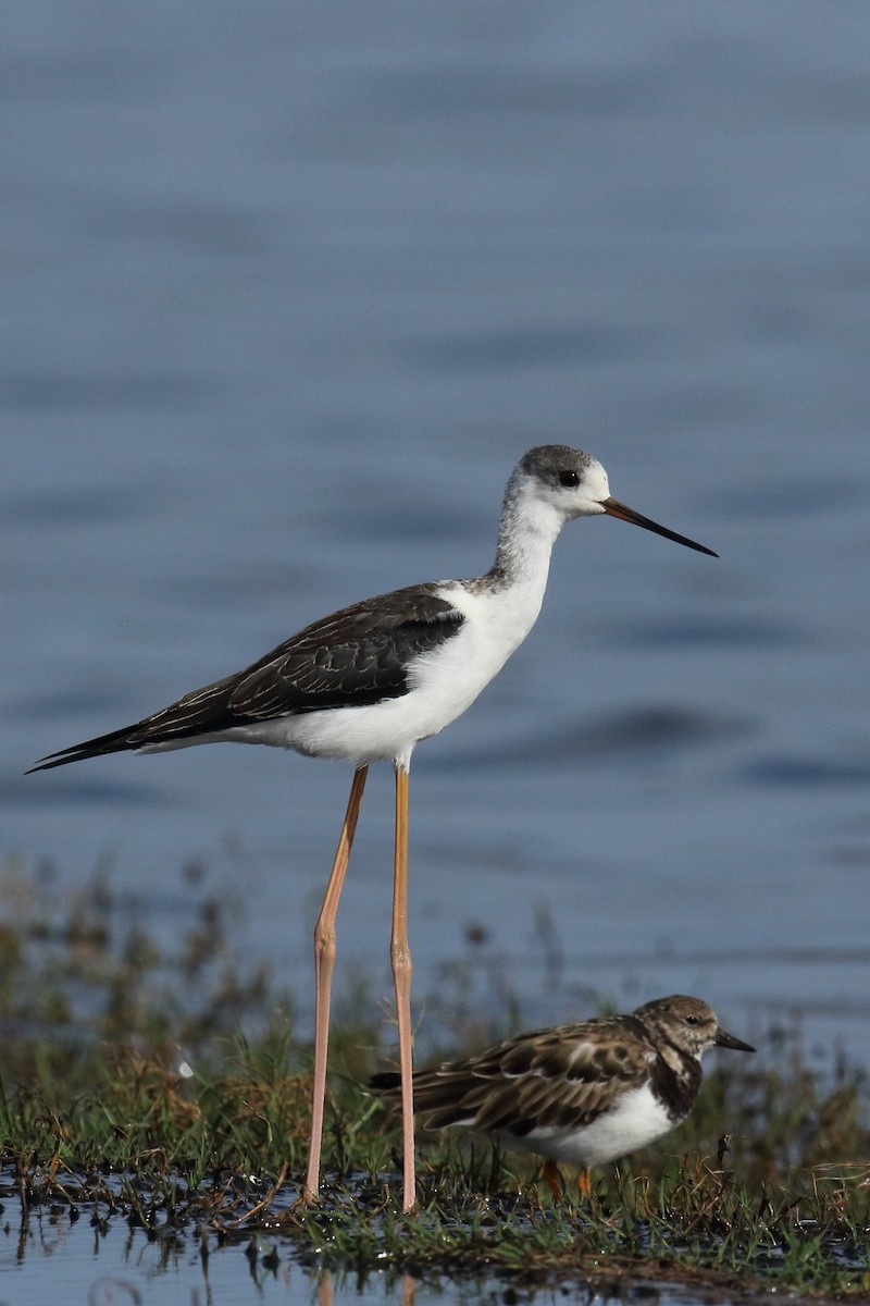 Zankaluze eurasiarra - ML645939544