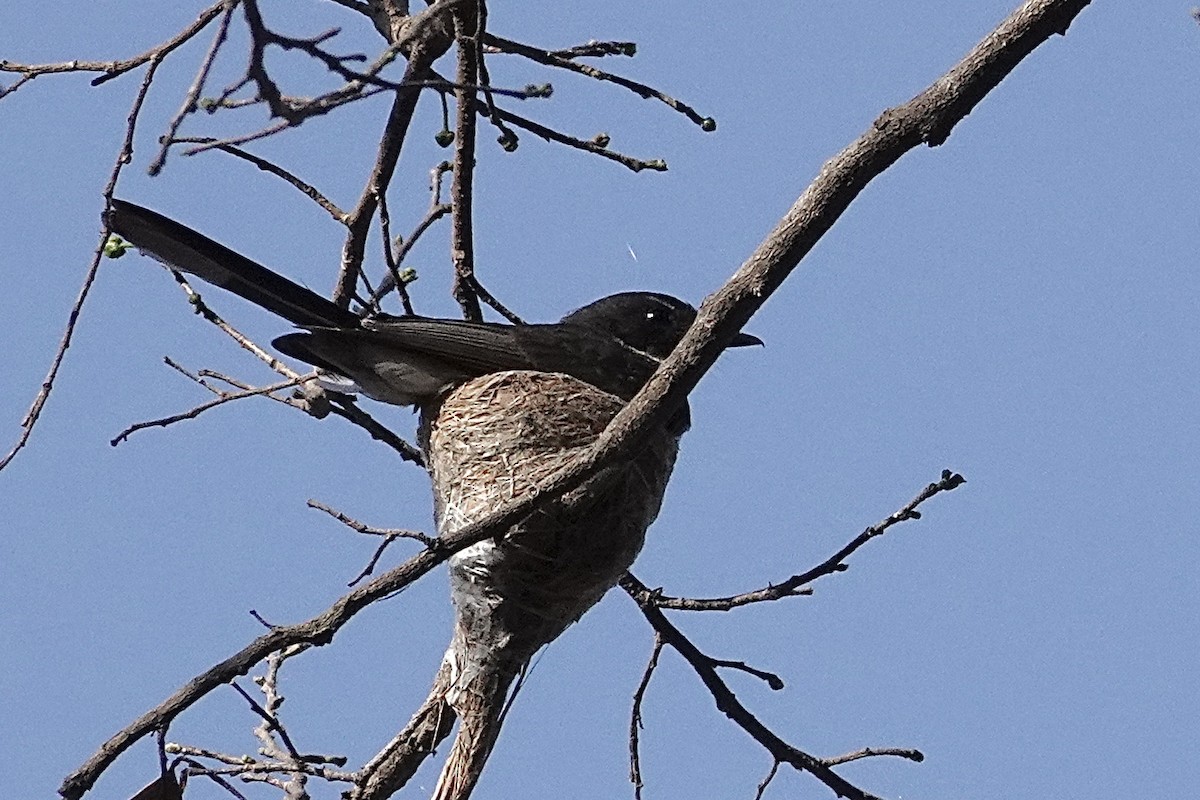 Northern Fantail - ML645939545