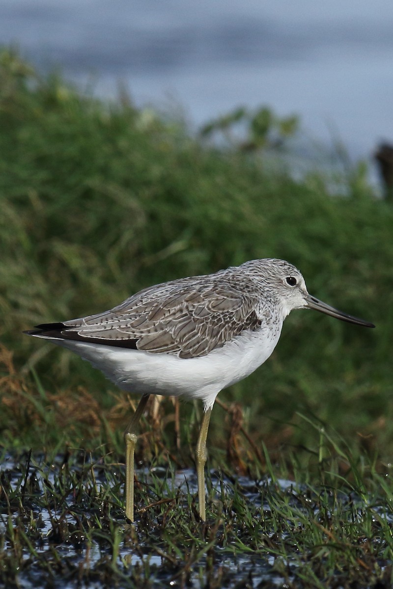 Common Greenshank - ML645939558