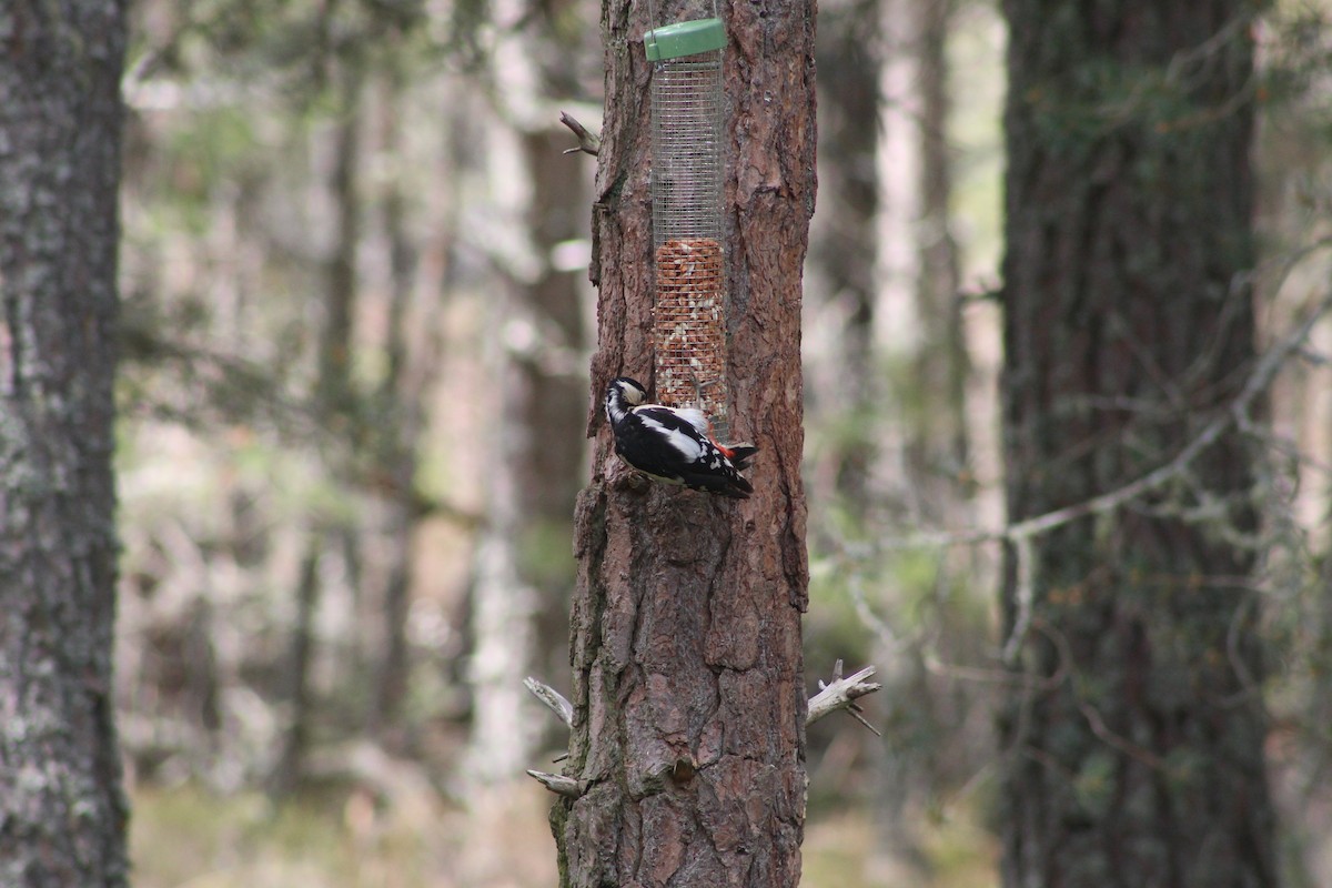 נקר עקוד - ML645939566