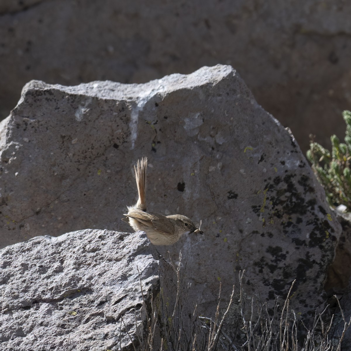 Cordilleran Canastero - ML645939567