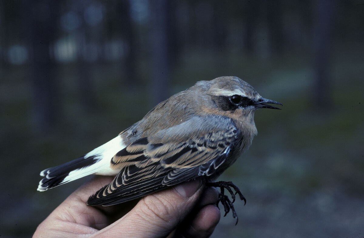 סלעית אירופית - ML645939568