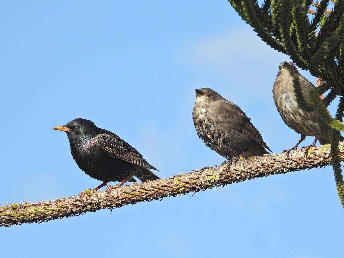 זרזיר מצוי - ML645939569