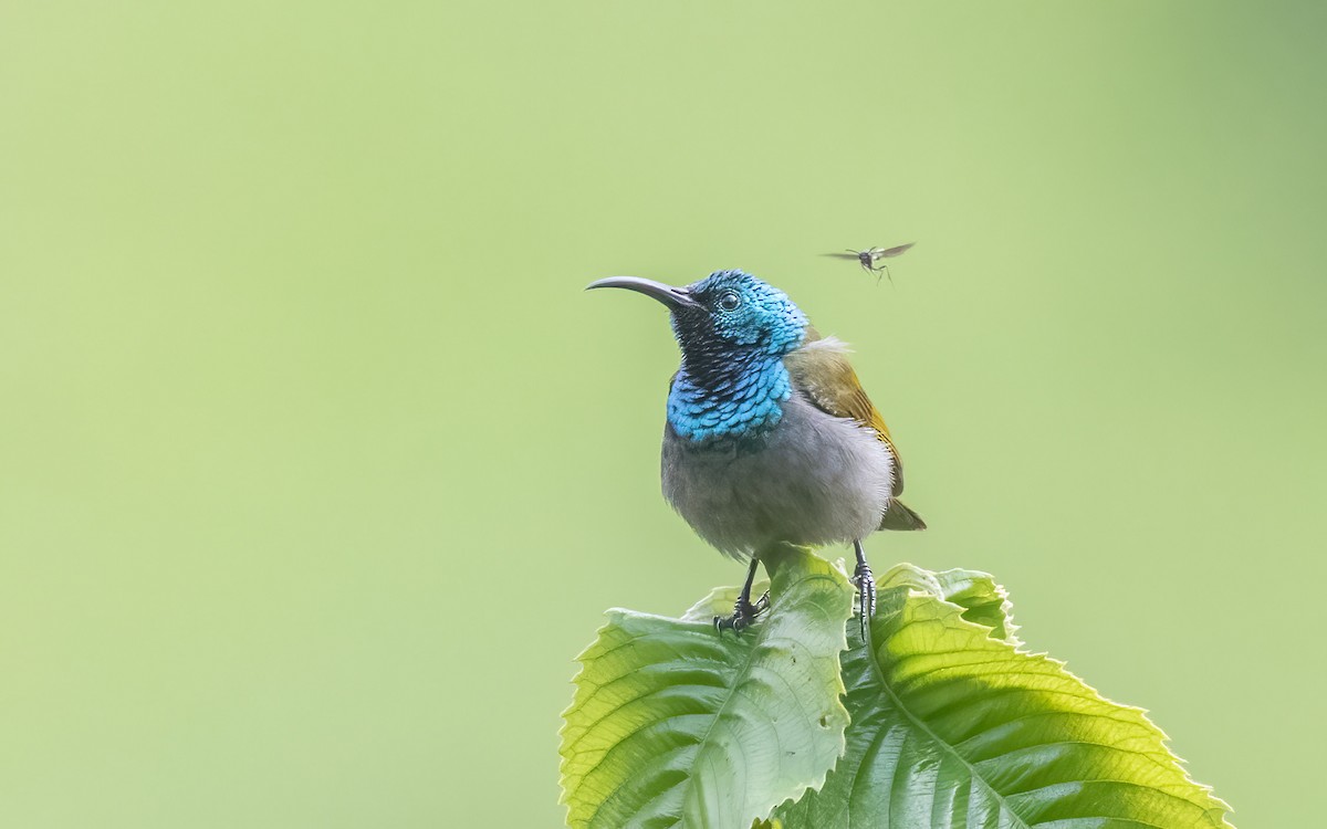 Green-headed Sunbird - ML645939570