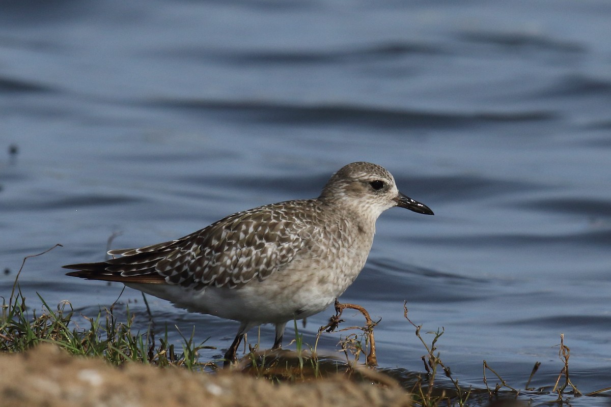 חופזי מנומר - ML645939571