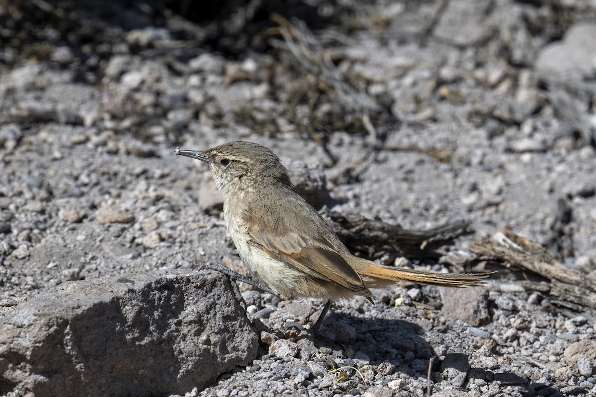 Cordilleran Canastero - ML645939572