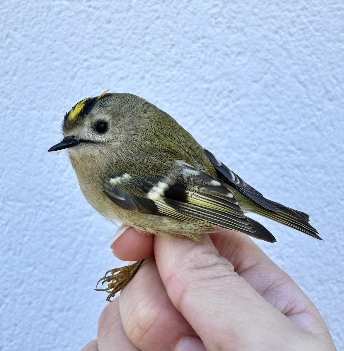 Goldcrest - ML645939573
