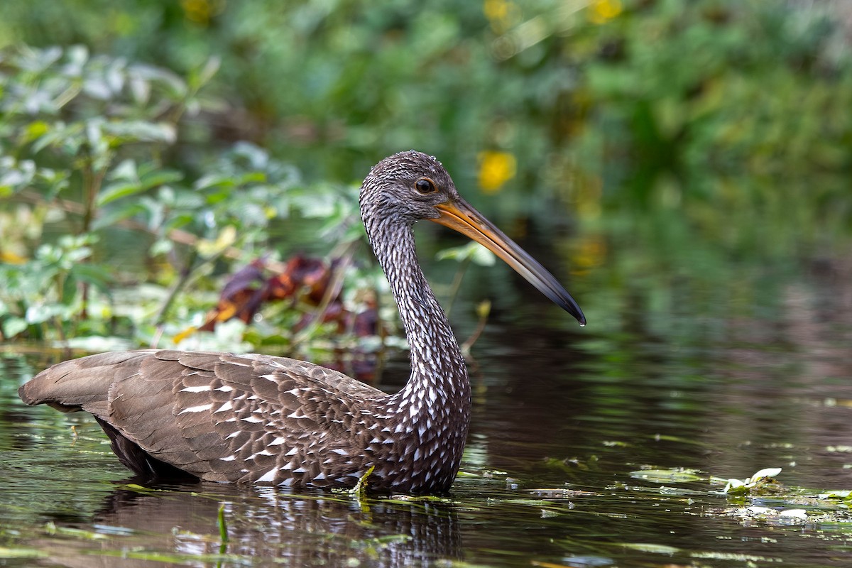 Limpkin - ML645939574