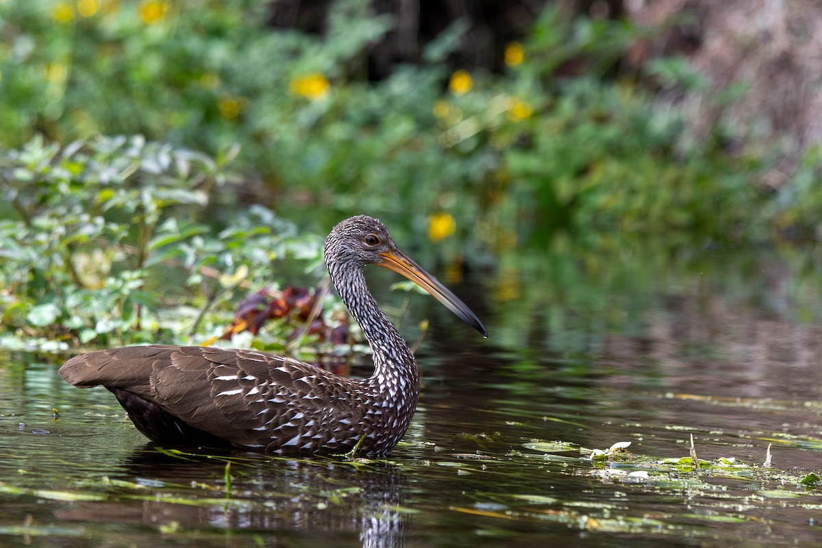Limpkin - ML645939575