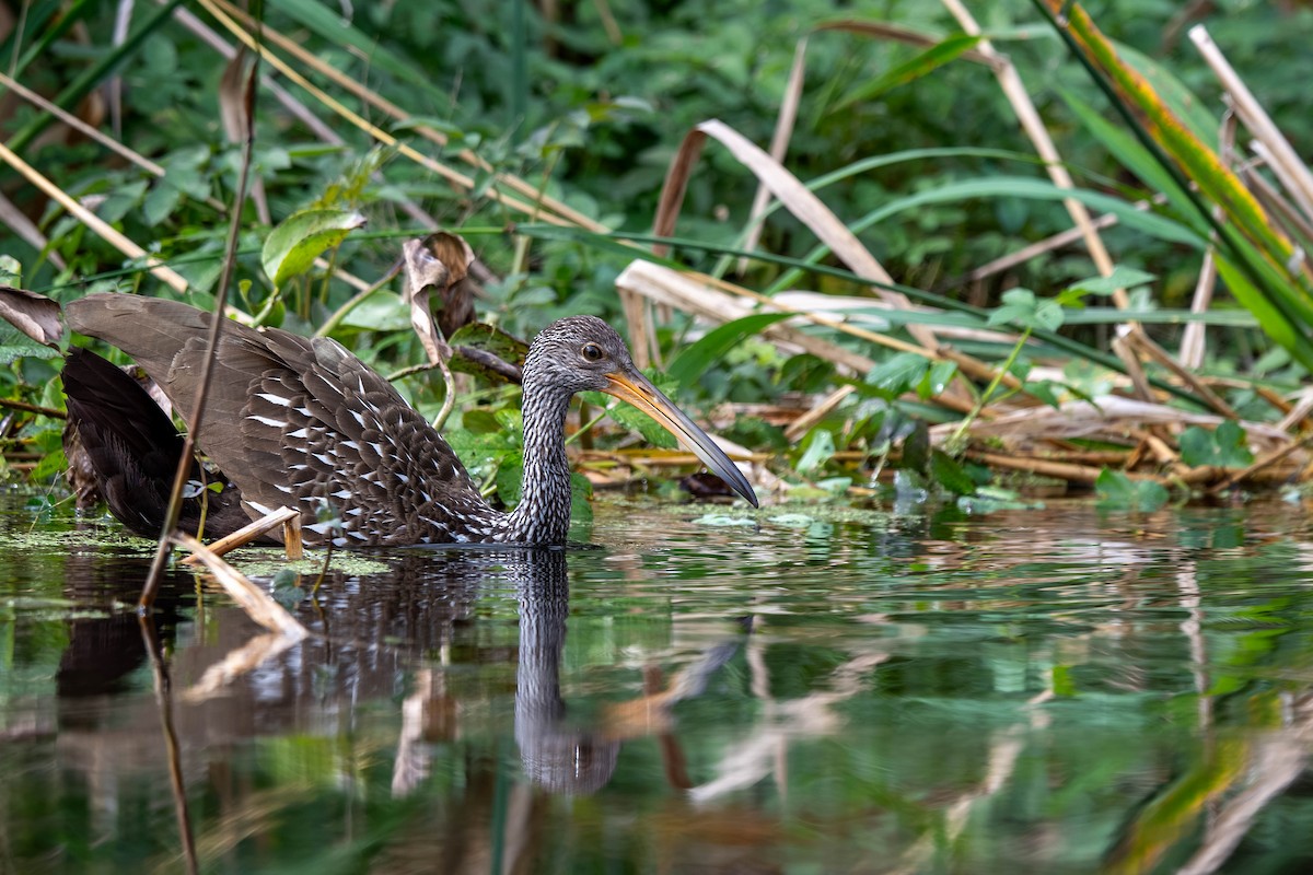 Limpkin - ML645939576