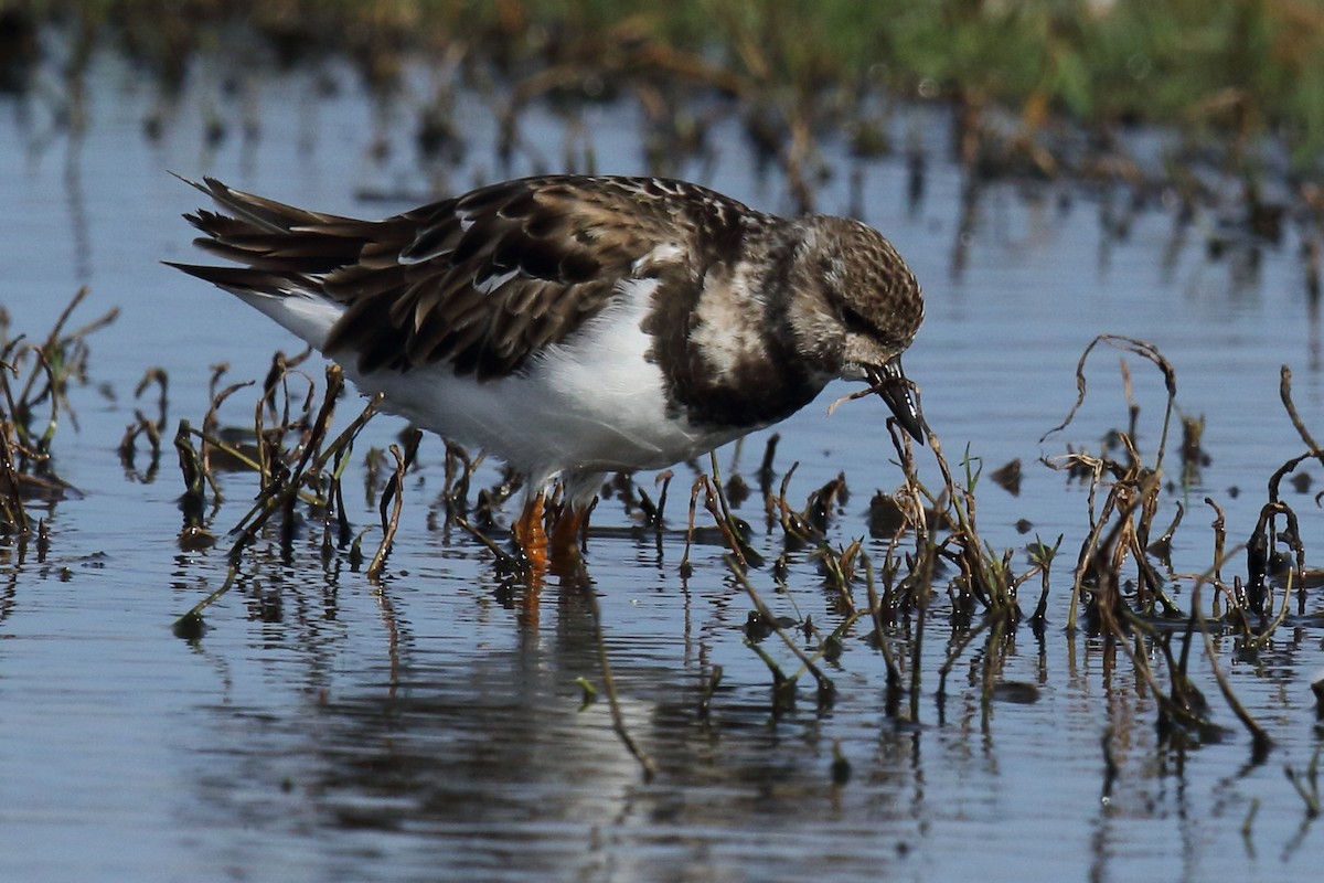 ארנריה אדמונית - ML645939578