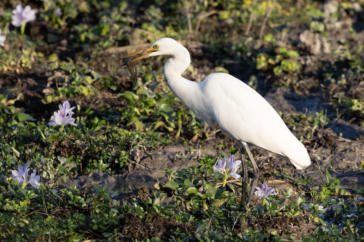 Medium Egret - ML645939579