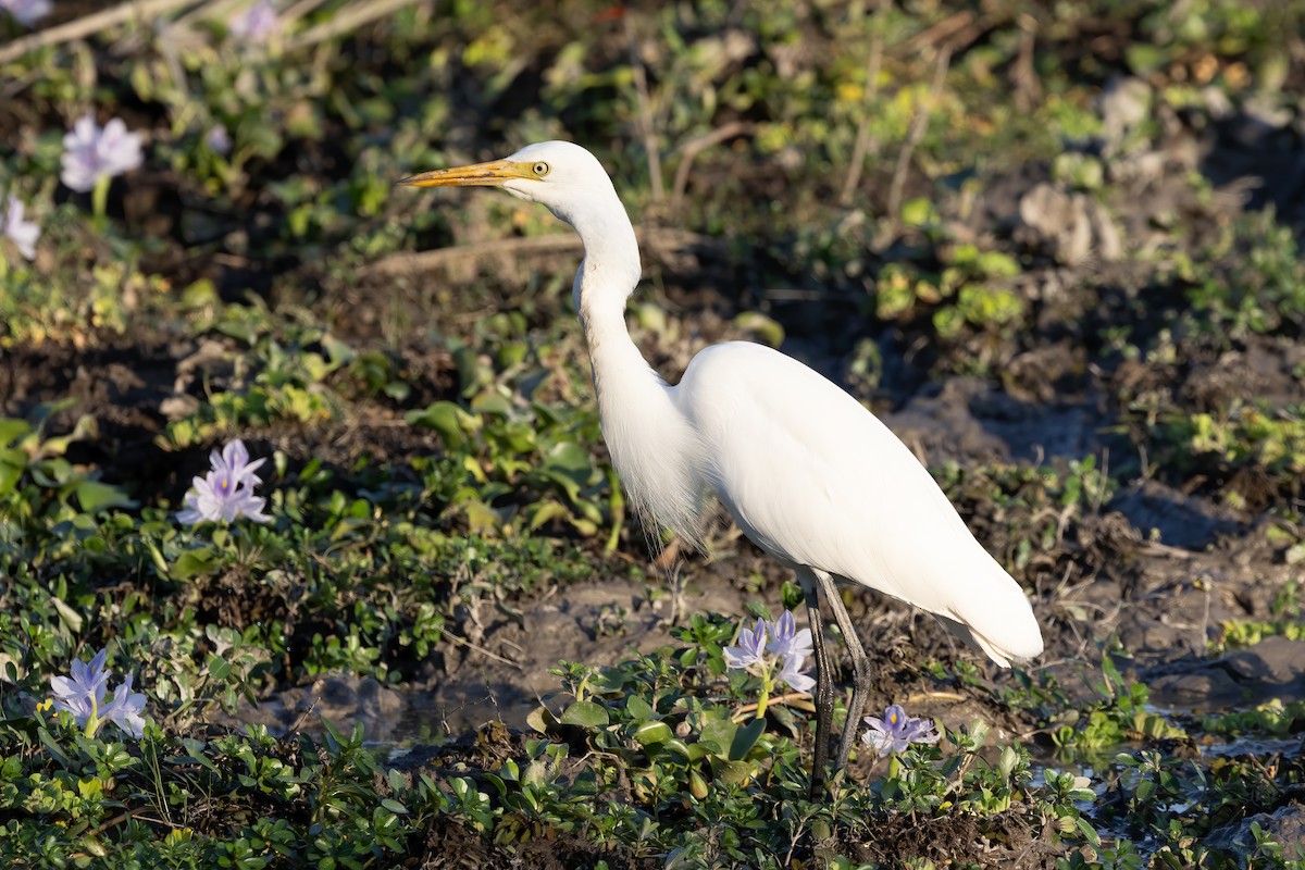 Medium Egret - ML645939580