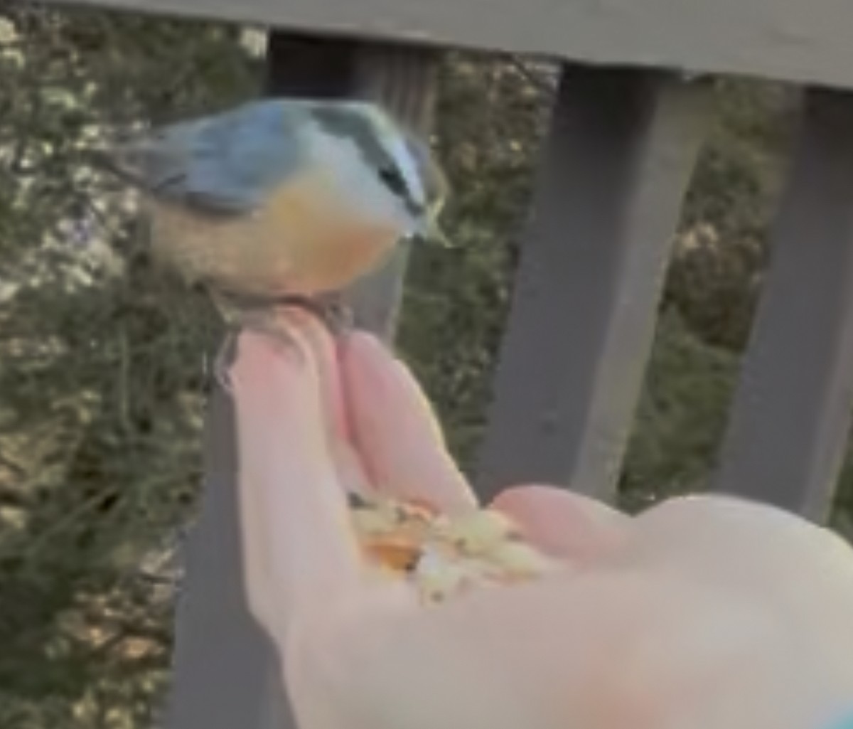 White-breasted Nuthatch - ML645939581