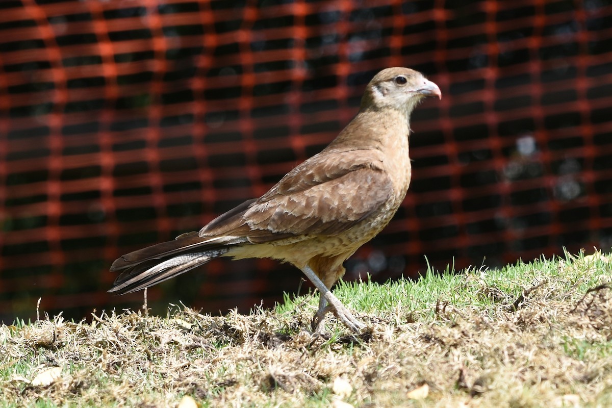 Chimango Caracara - ML645939583