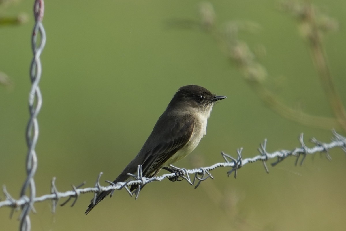 פיבי מזרחית - ML645939584