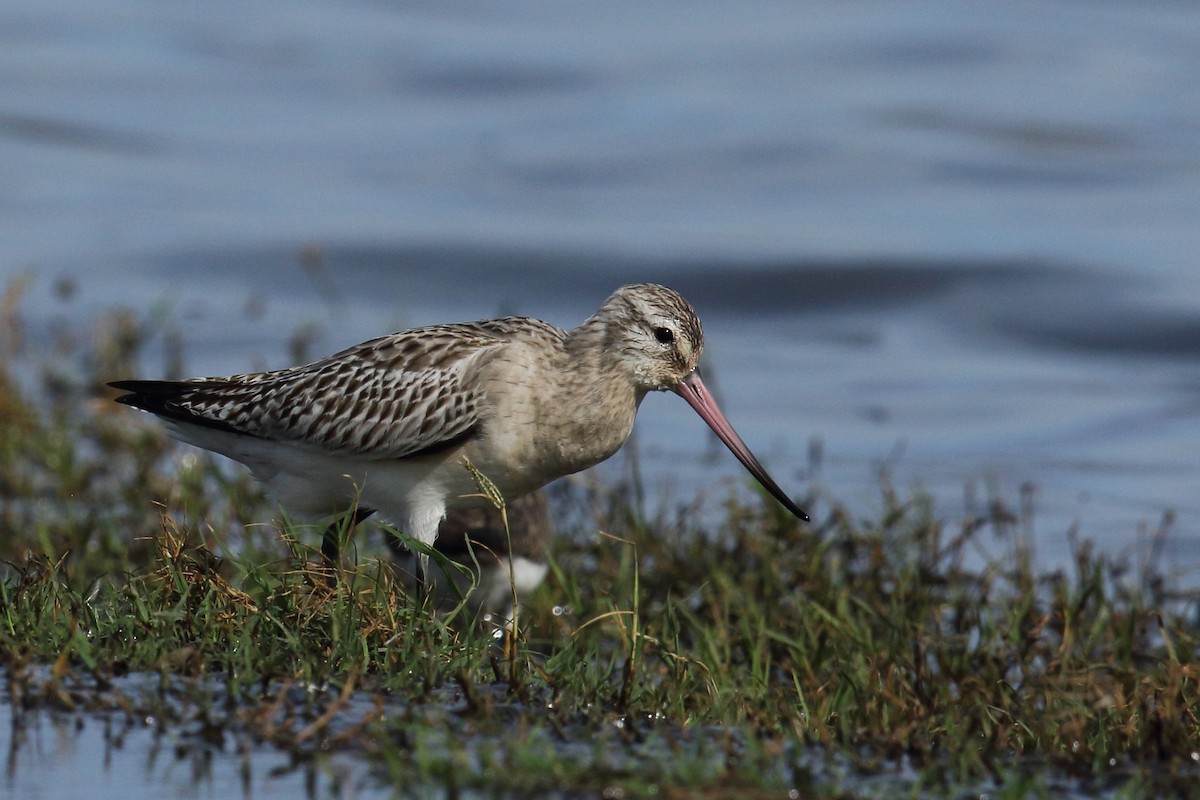 לימוזה חומת-בטן - ML645939585