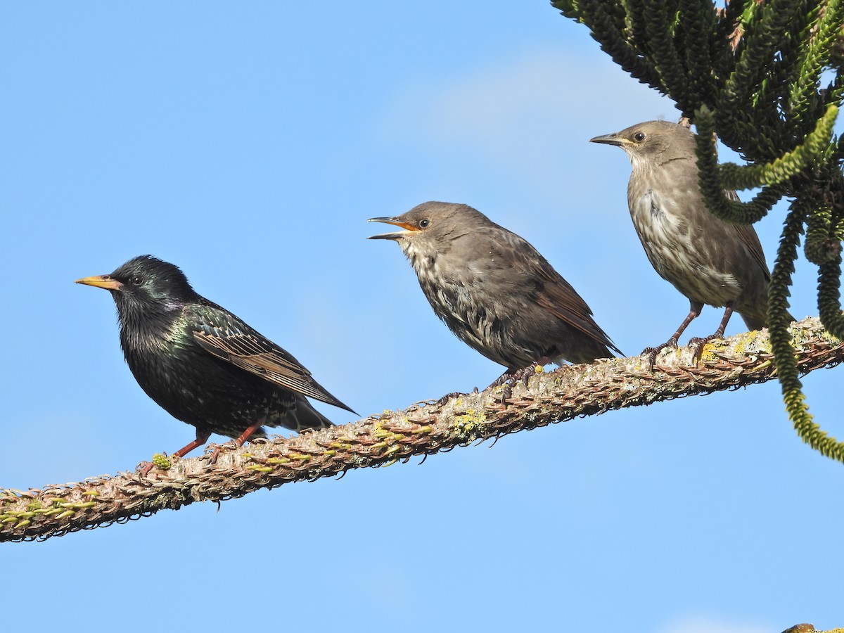 זרזיר מצוי - ML645939586