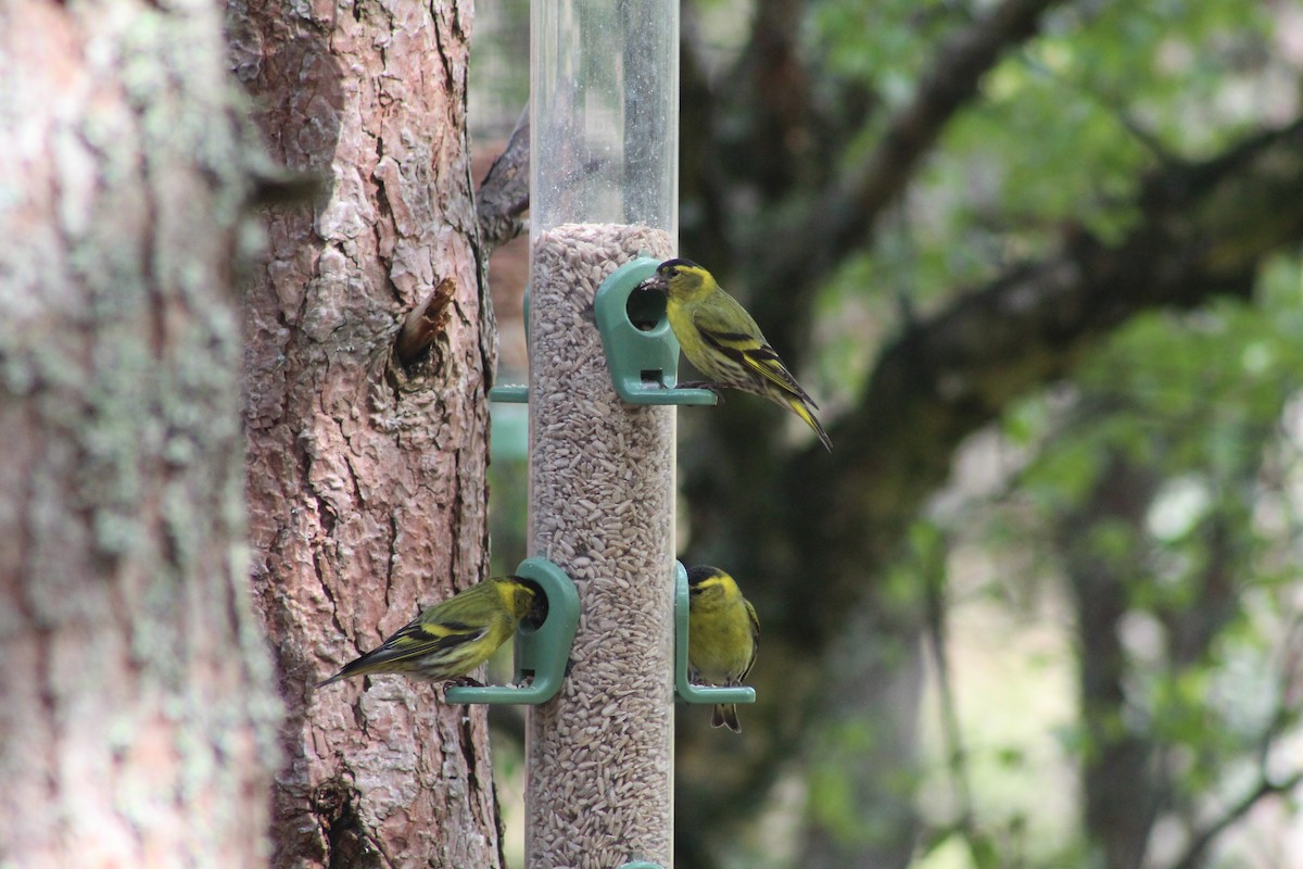 חורפי - ML645939587