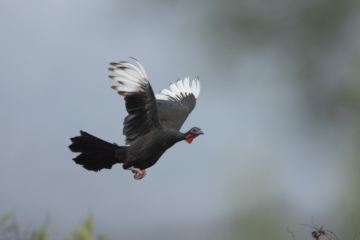 White-winged Guan - ML645939588