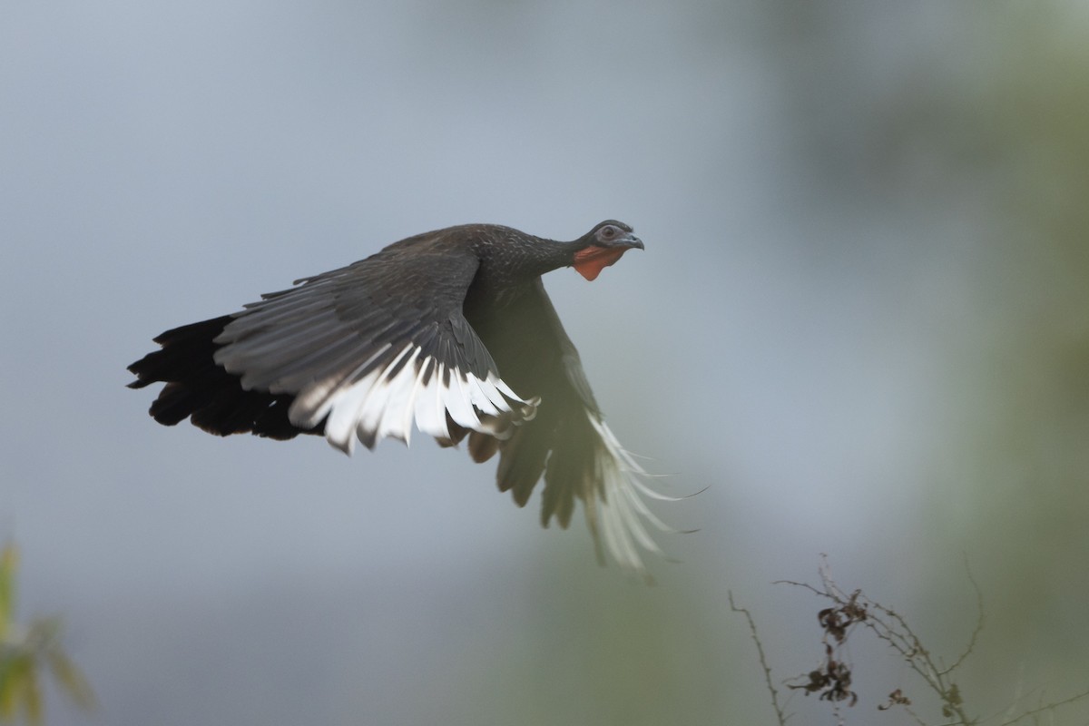 White-winged Guan - ML645939589